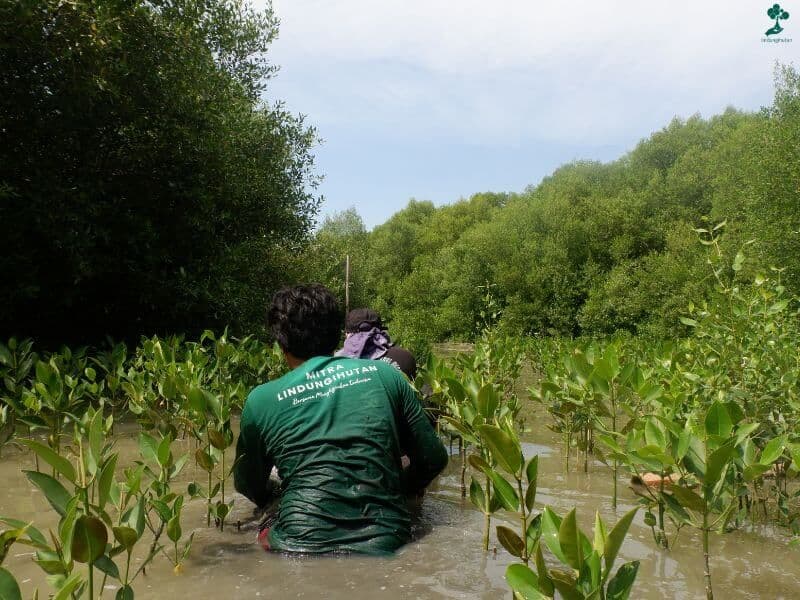 gambar-penanaman-mangrove.jpg