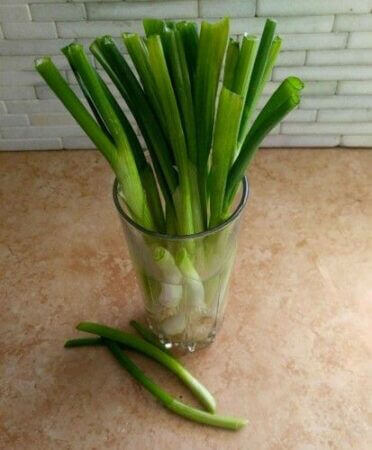 Regrowing green onions in a glass. (Sumber: The Gardening Cook/Pinterest)