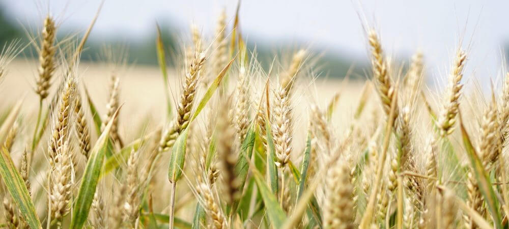wheat fields (source: pixabay)