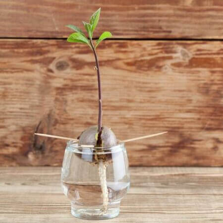 One-month old avocado stem. (Source: Ingrid HS/Getty Images)