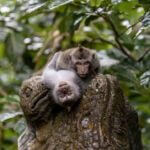 Foto 1. Monyet di Hutan (Ernest Vaga / Unsplash)