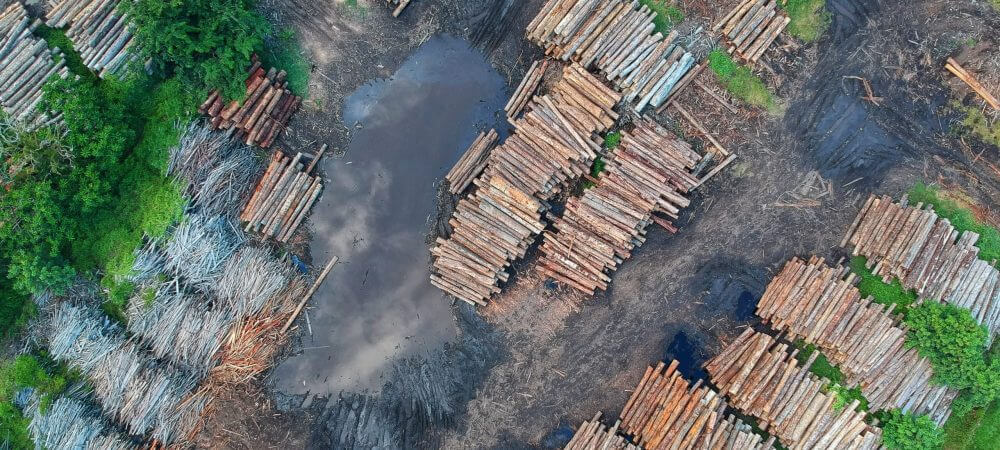 Ilustrasi kayu hutan yang ditebang hasil deforestasi (sumber: pexels)